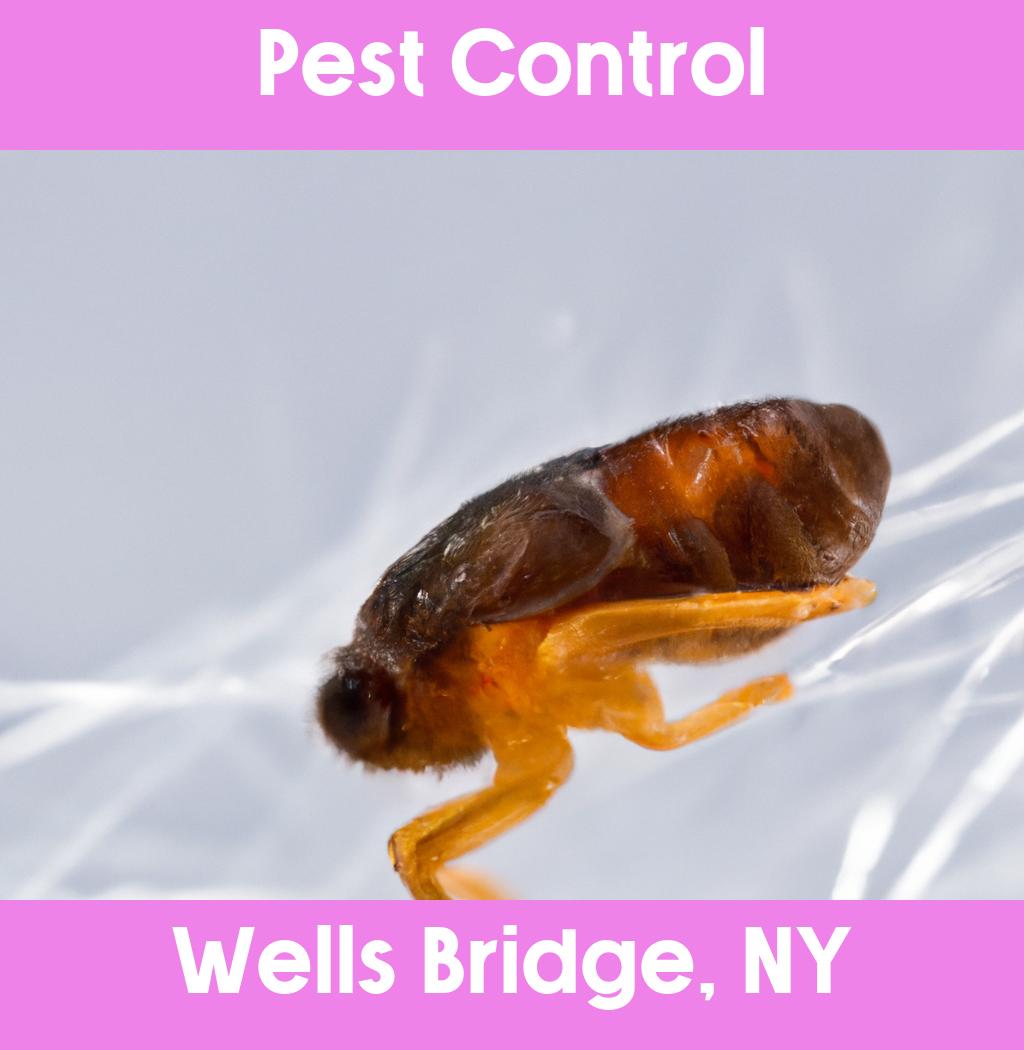 pest control in Wells Bridge New York