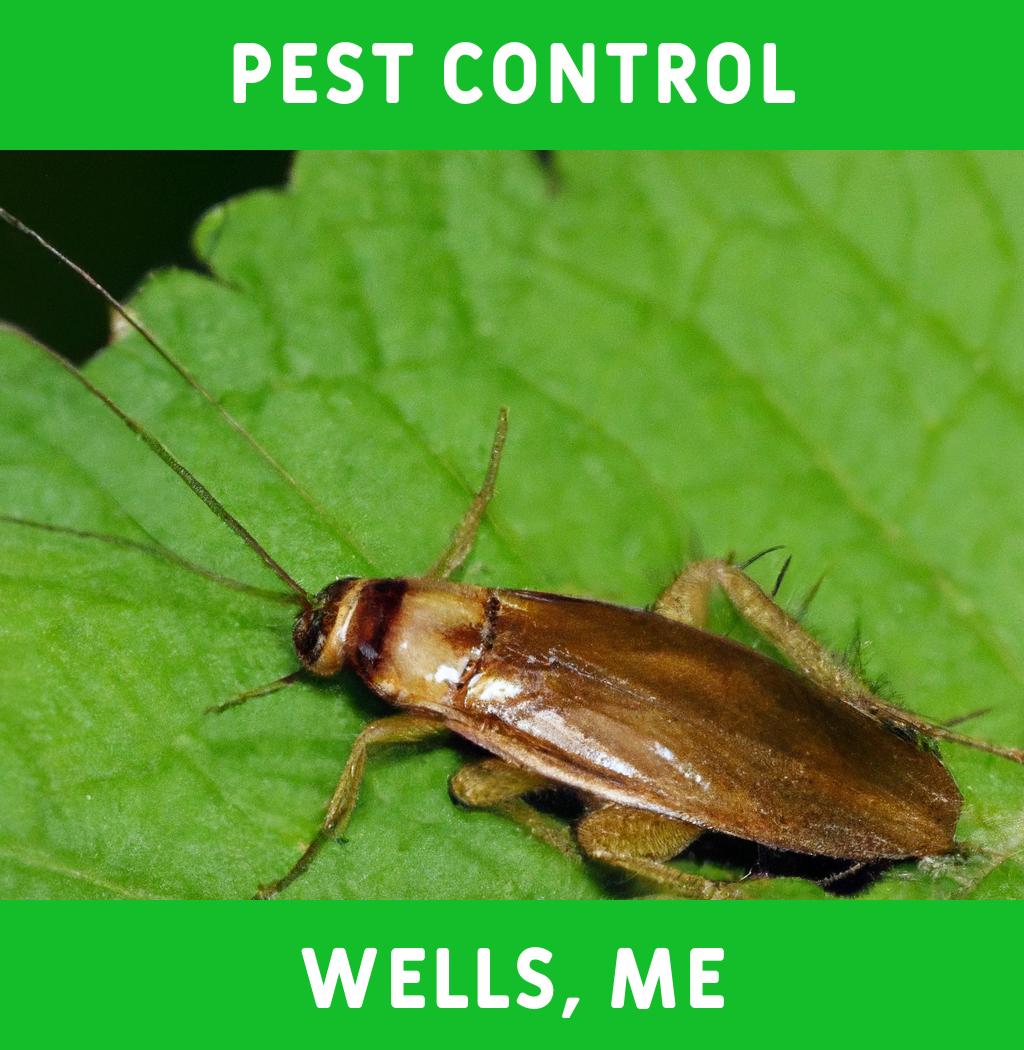 pest control in Wells Maine