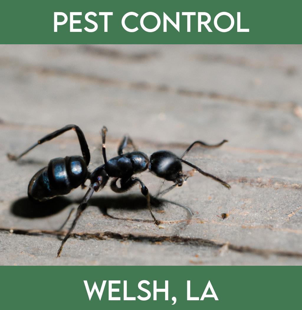 pest control in Welsh Louisiana