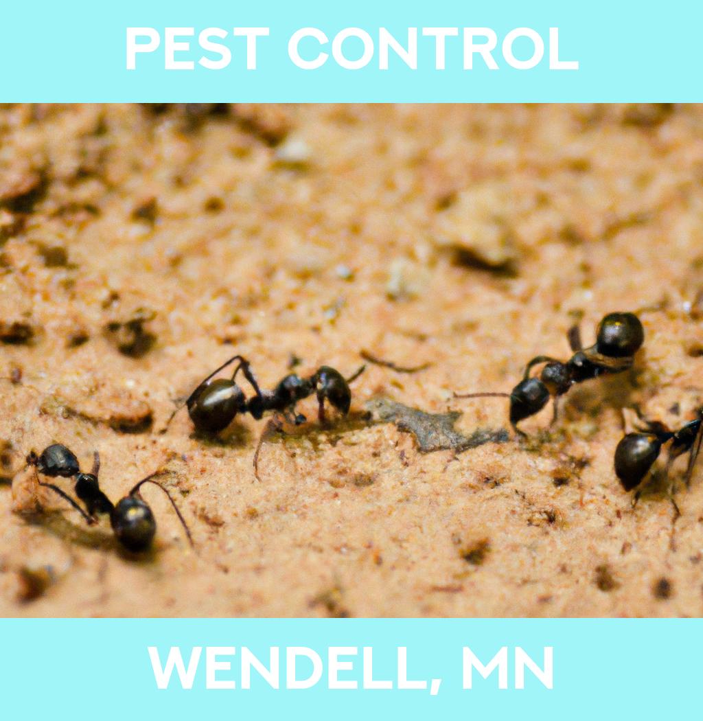pest control in Wendell Minnesota