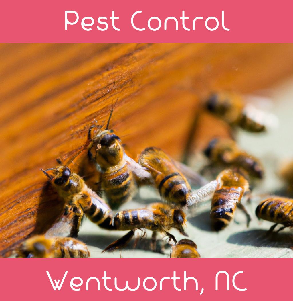 pest control in Wentworth North Carolina