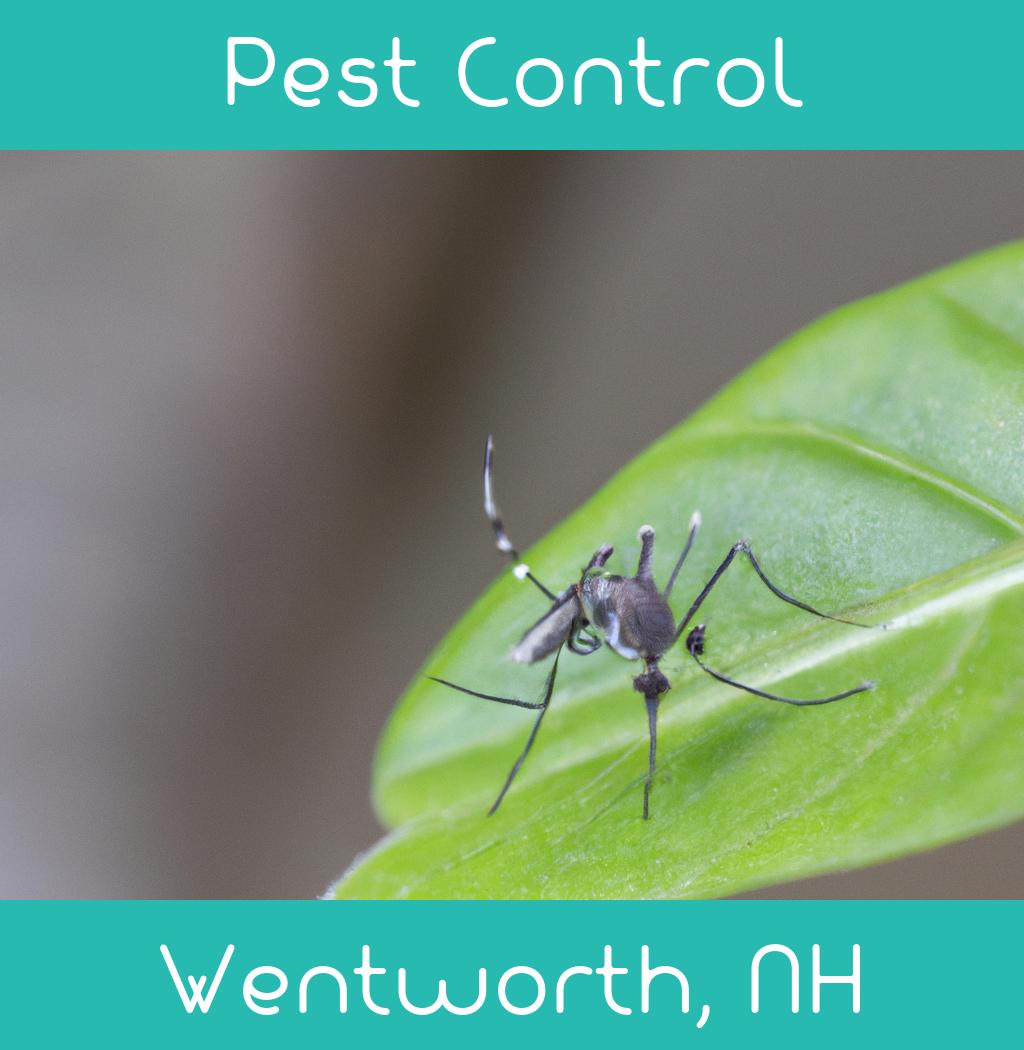 pest control in Wentworth New Hampshire