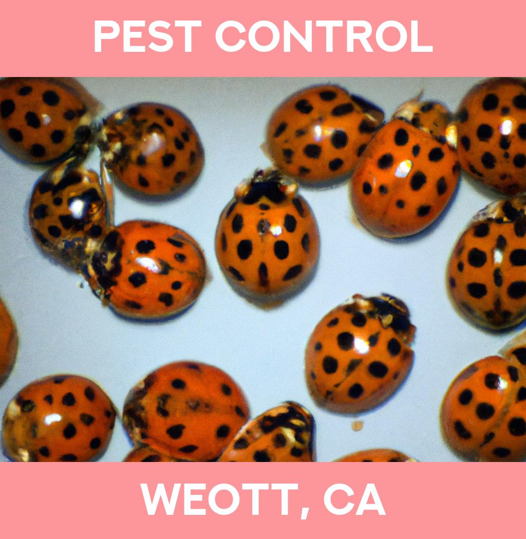 pest control in Weott California