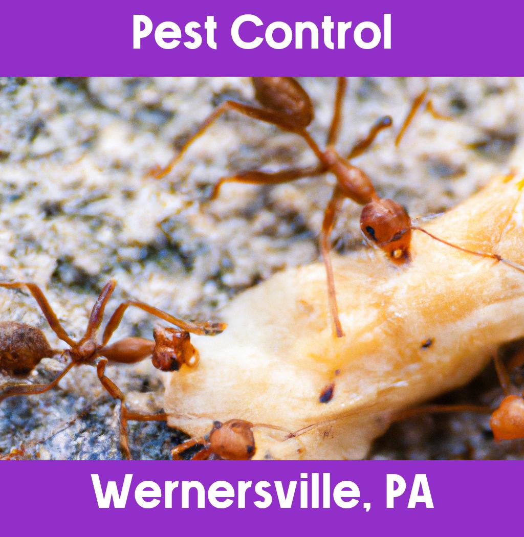 pest control in Wernersville Pennsylvania