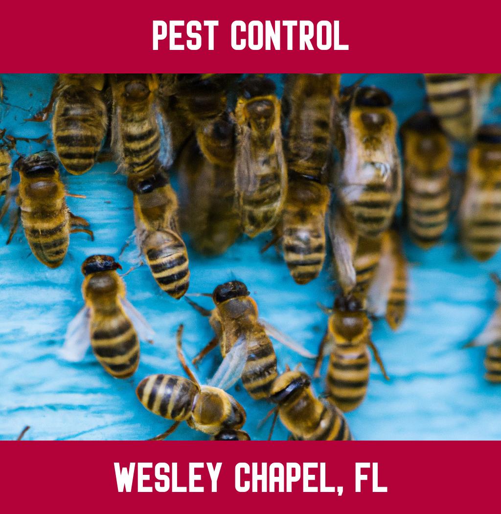 pest control in Wesley Chapel Florida