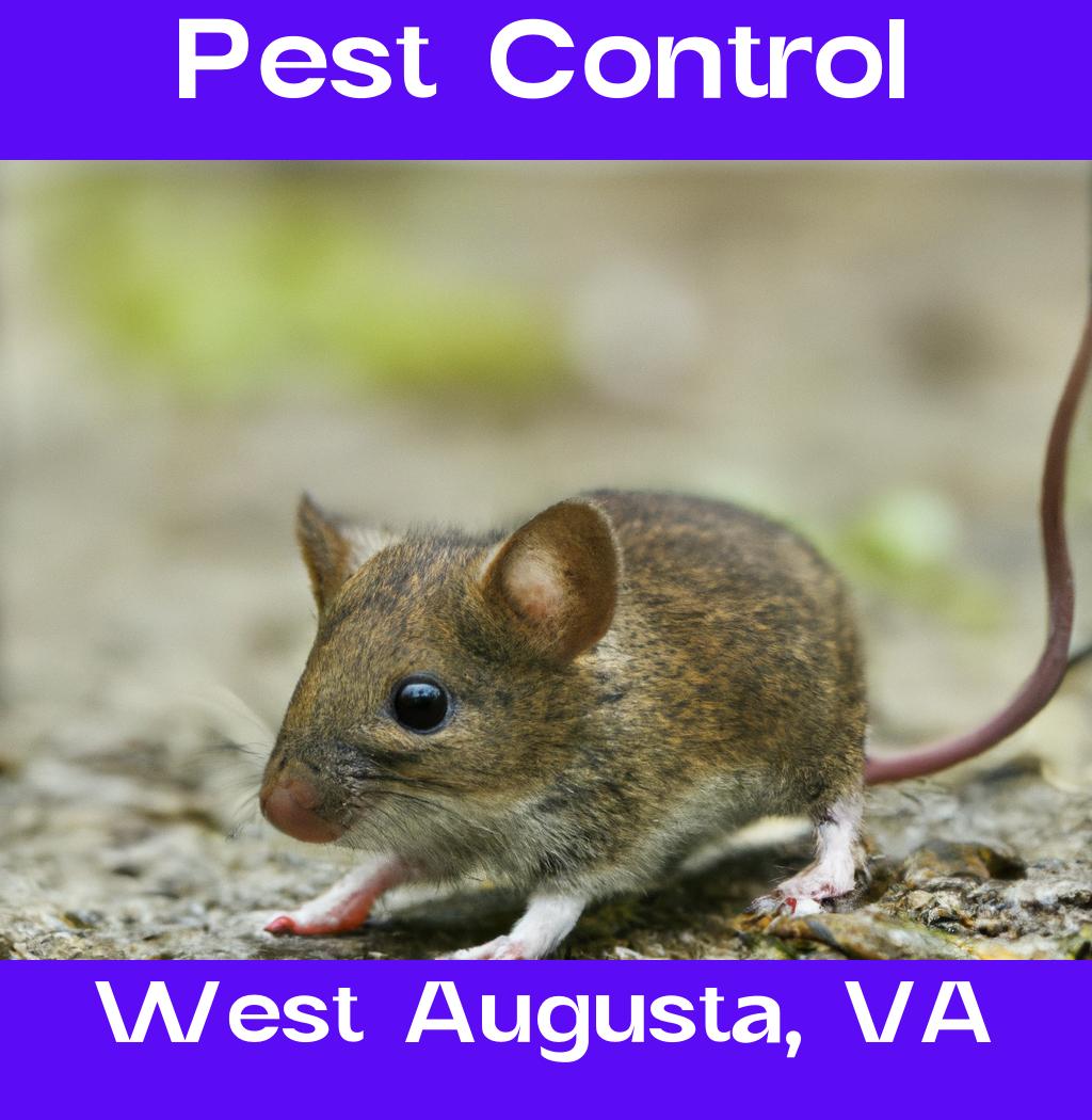 pest control in West Augusta Virginia