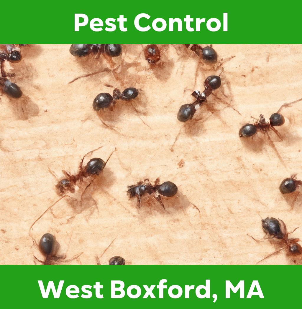pest control in West Boxford Massachusetts