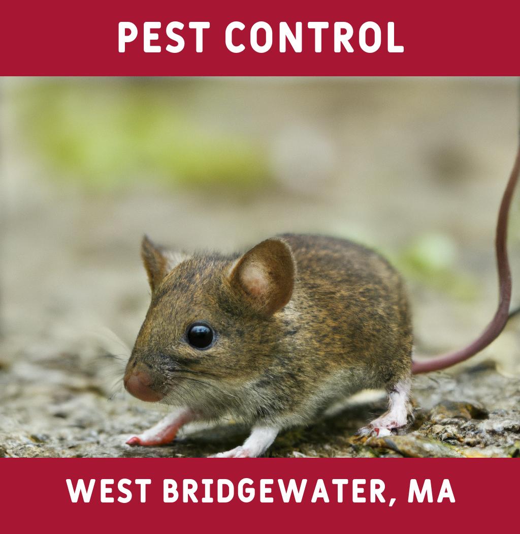 pest control in West Bridgewater Massachusetts