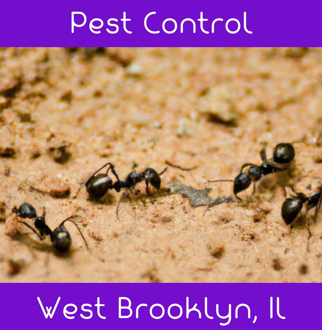 pest control in West Brooklyn Illinois
