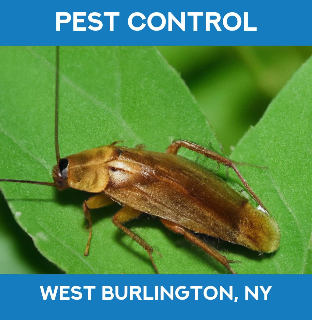 pest control in West Burlington New York