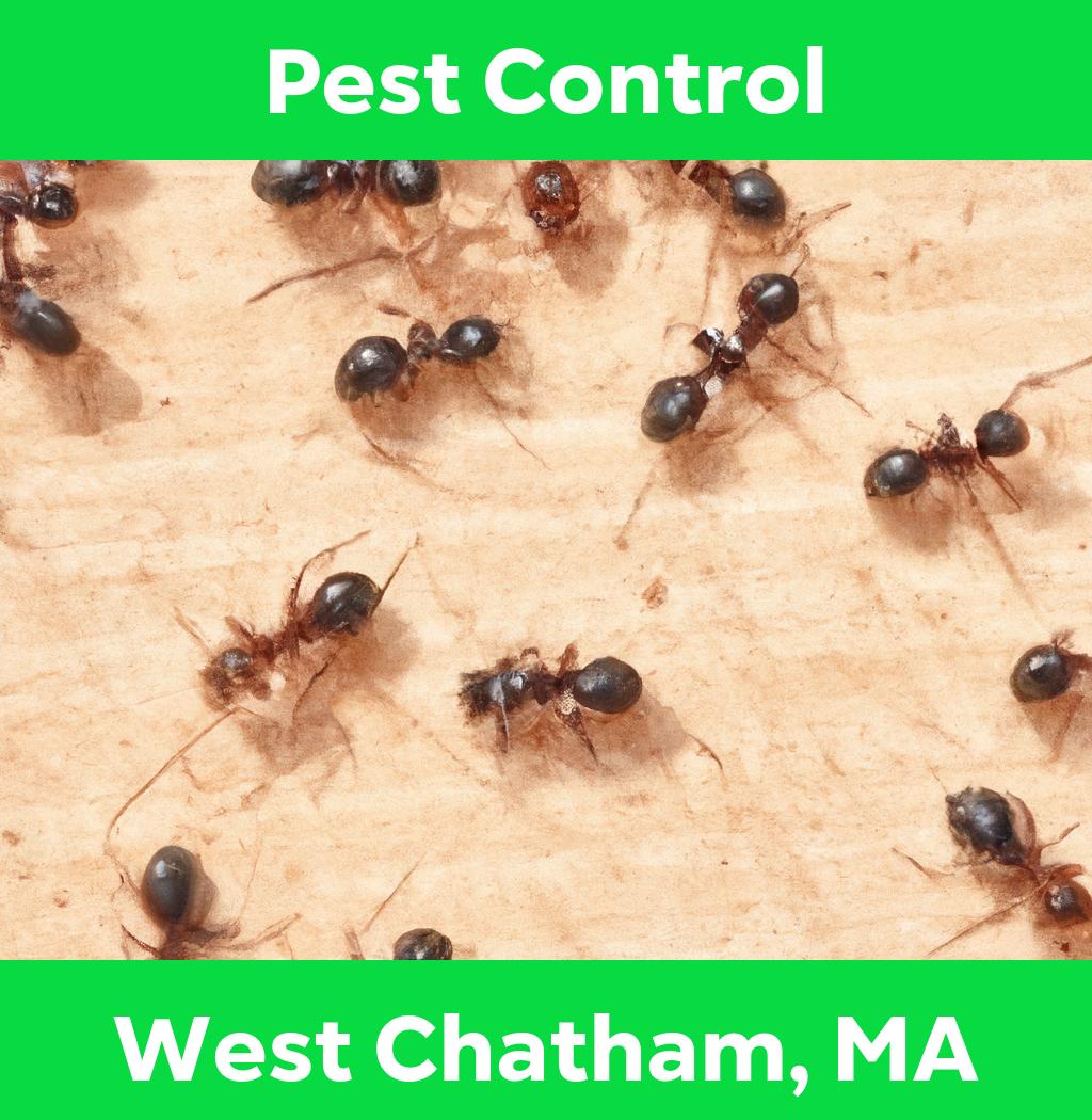 pest control in West Chatham Massachusetts