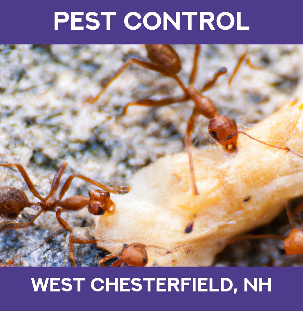 pest control in West Chesterfield New Hampshire