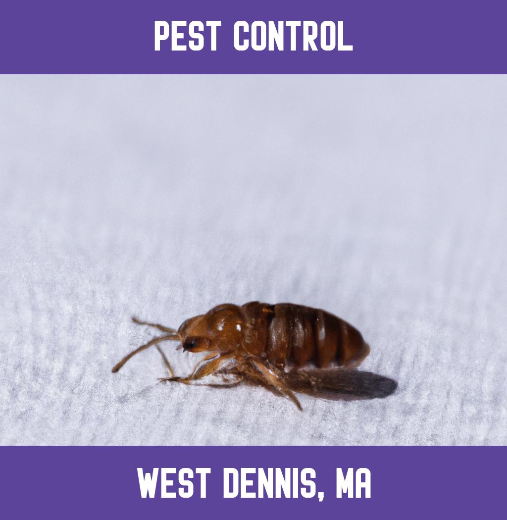 pest control in West Dennis Massachusetts