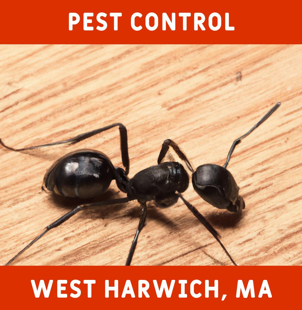 pest control in West Harwich Massachusetts