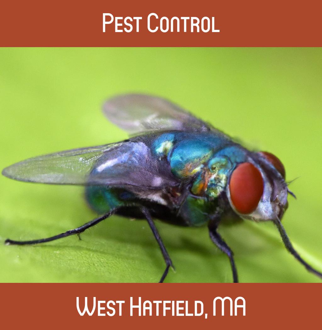 pest control in West Hatfield Massachusetts