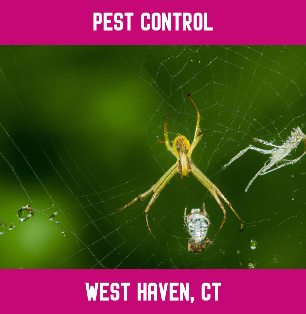 pest control in West Haven Connecticut
