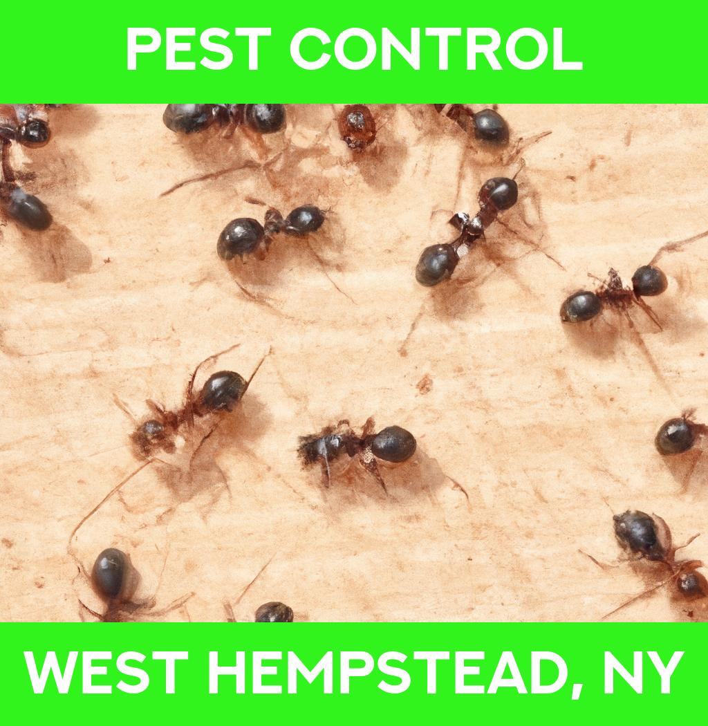 pest control in West Hempstead New York
