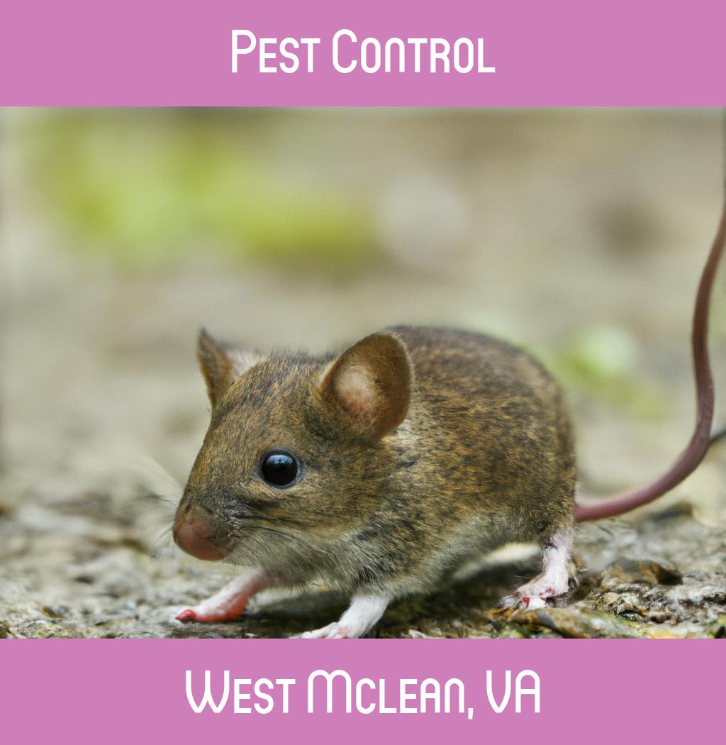pest control in West Mclean Virginia