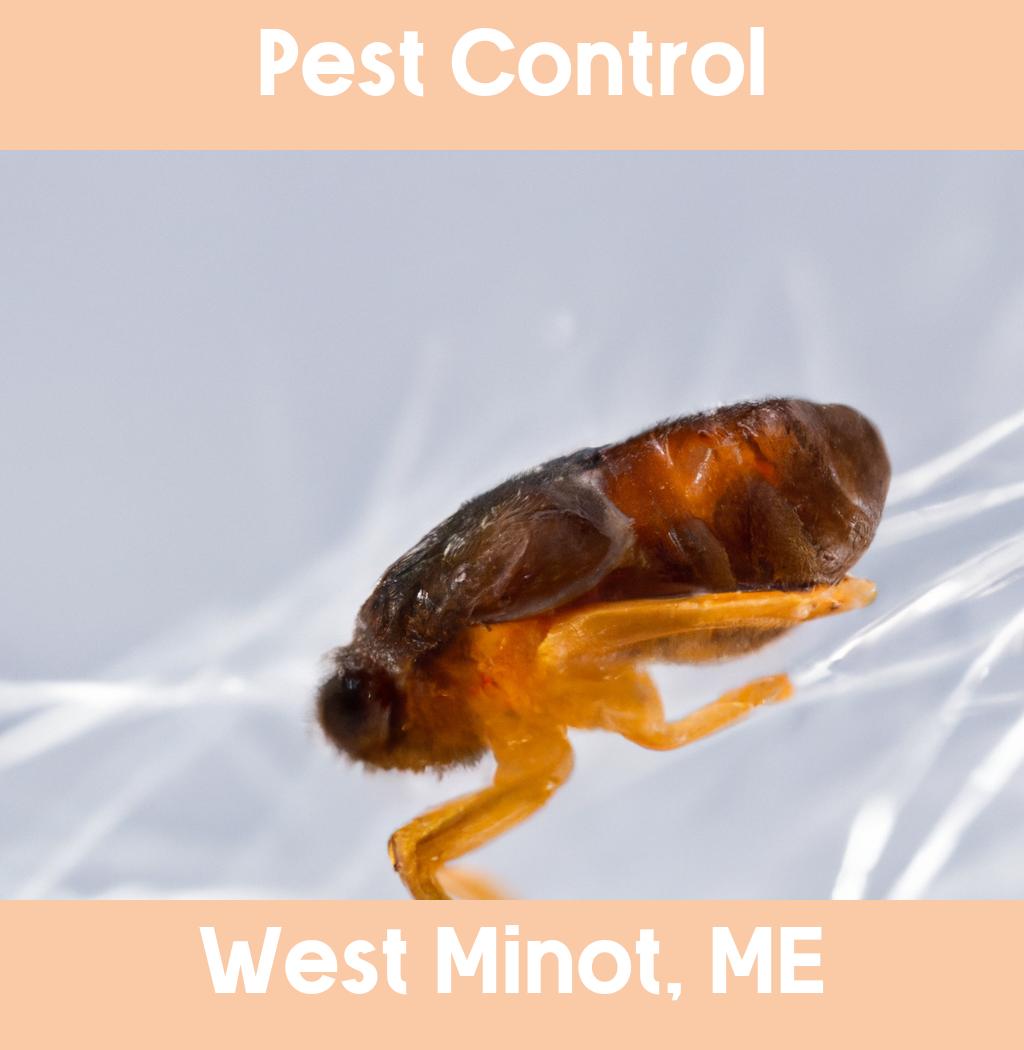pest control in West Minot Maine