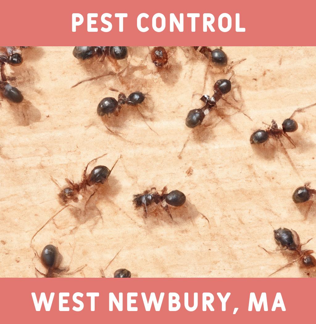 pest control in West Newbury Massachusetts