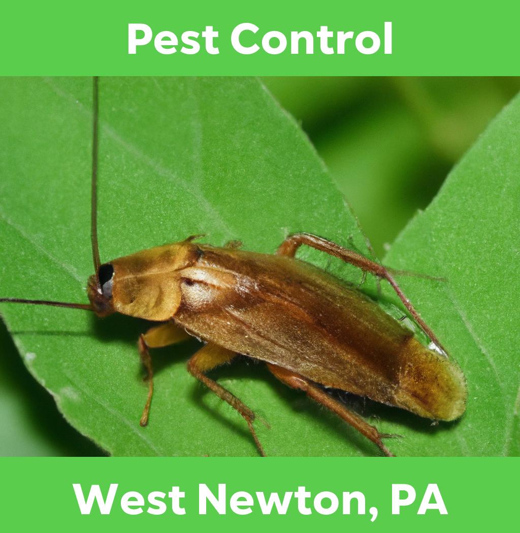 pest control in West Newton Pennsylvania