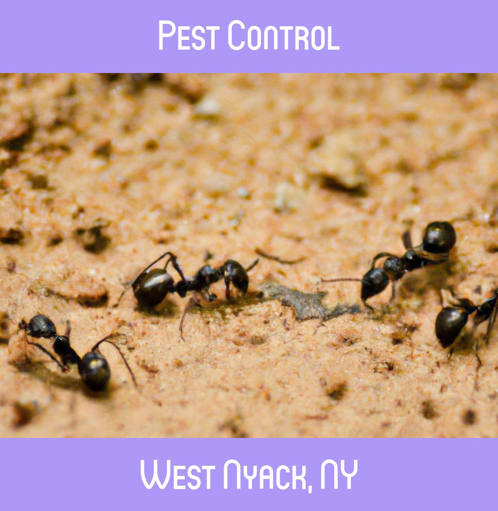 pest control in West Nyack New York