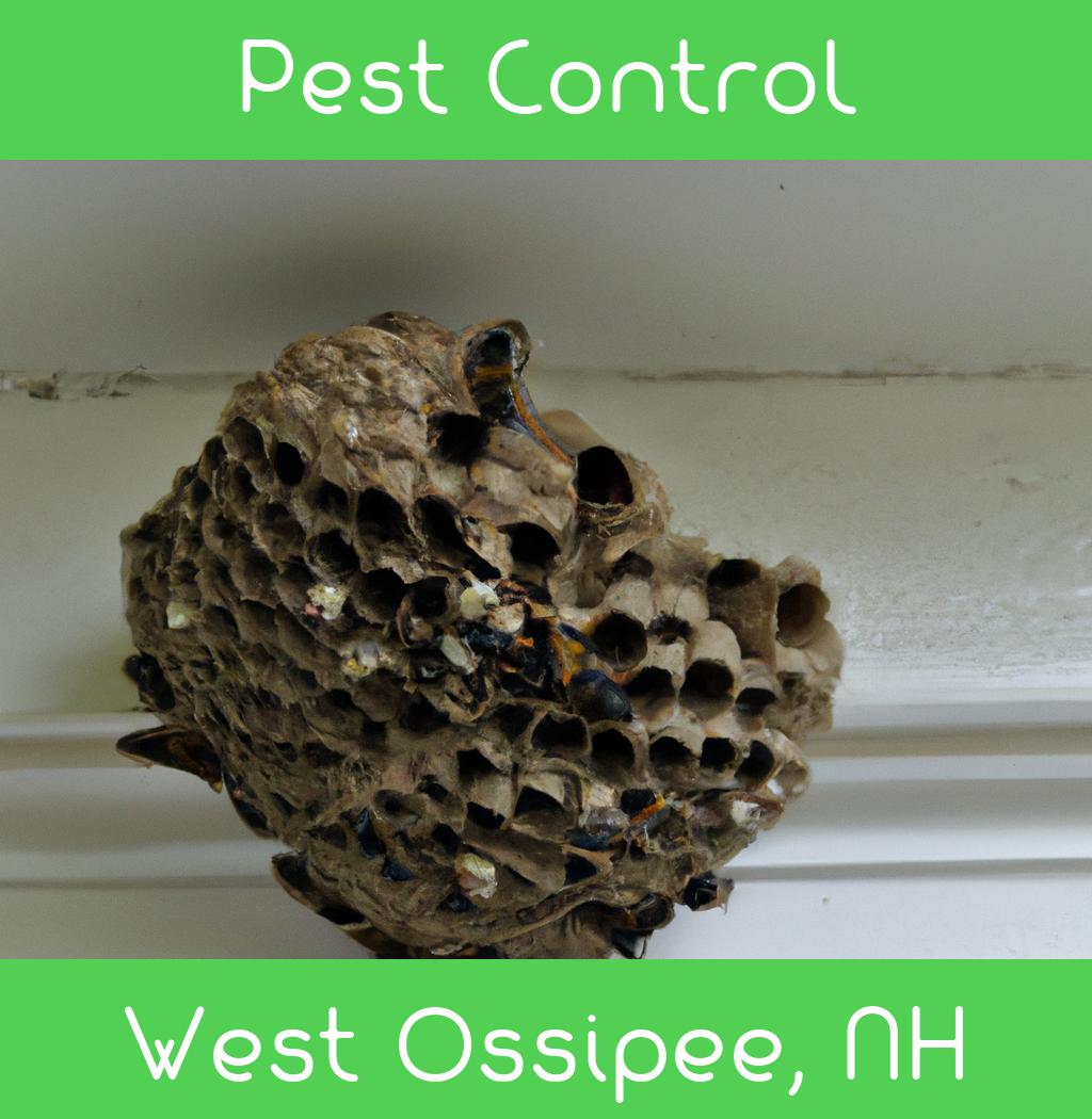 pest control in West Ossipee New Hampshire