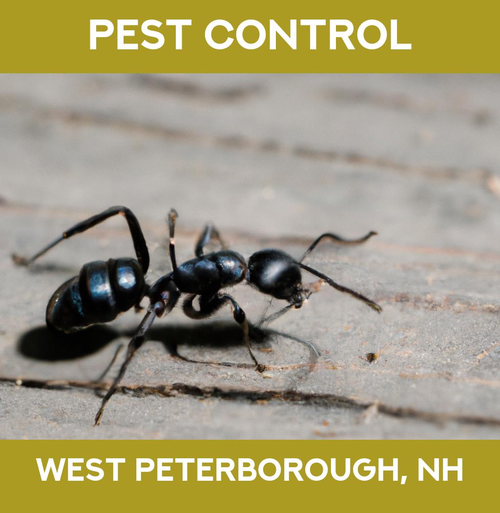 pest control in West Peterborough New Hampshire