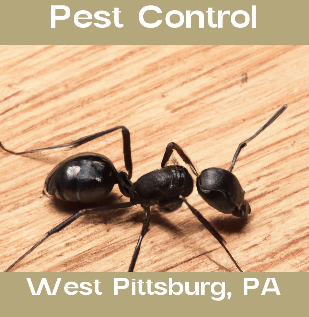 pest control in West Pittsburg Pennsylvania