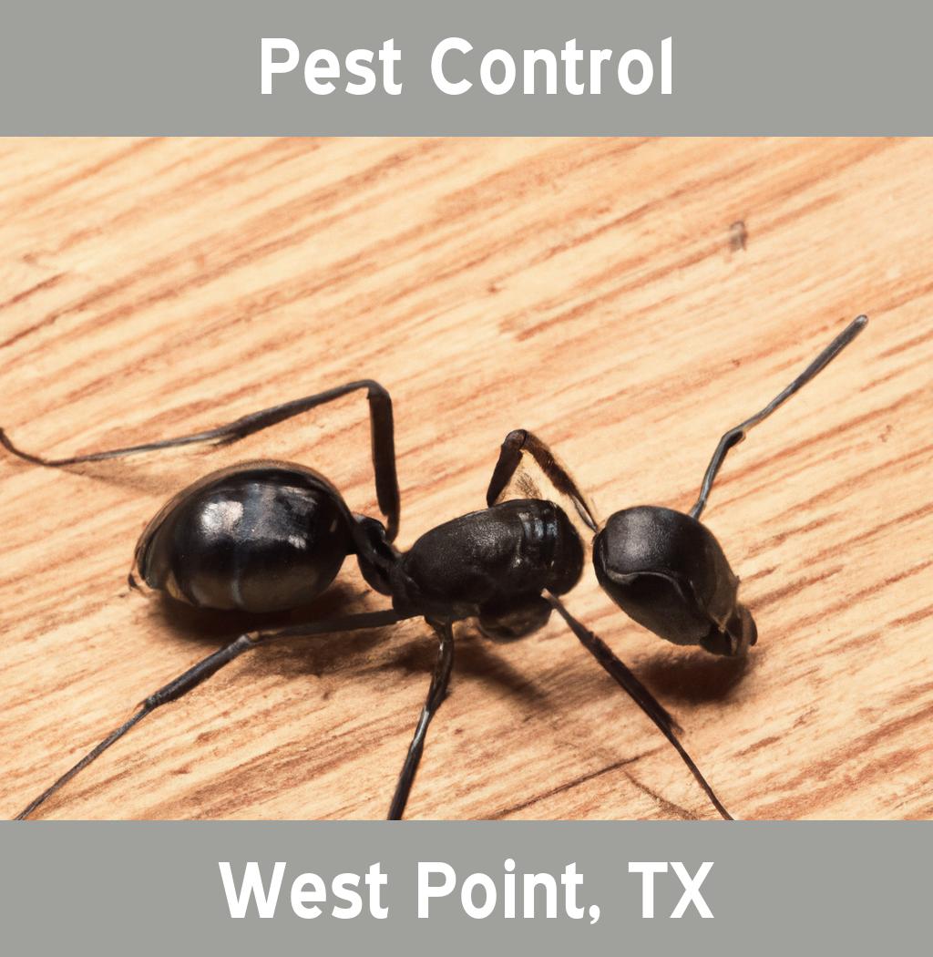 pest control in West Point Texas