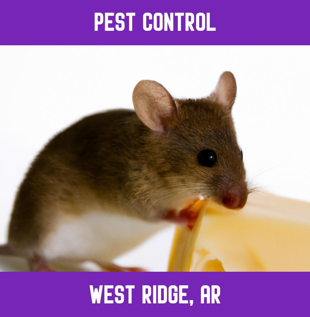 pest control in West Ridge Arkansas