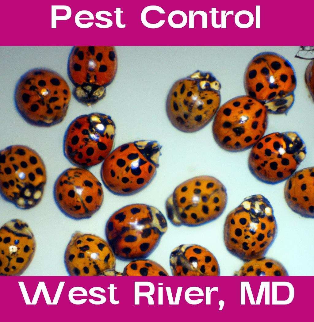 pest control in West River Maryland