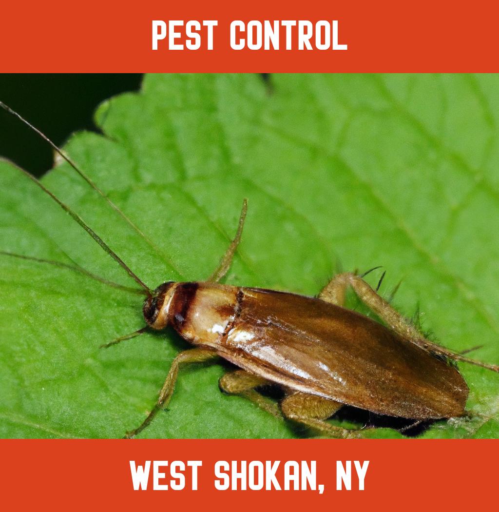pest control in West Shokan New York