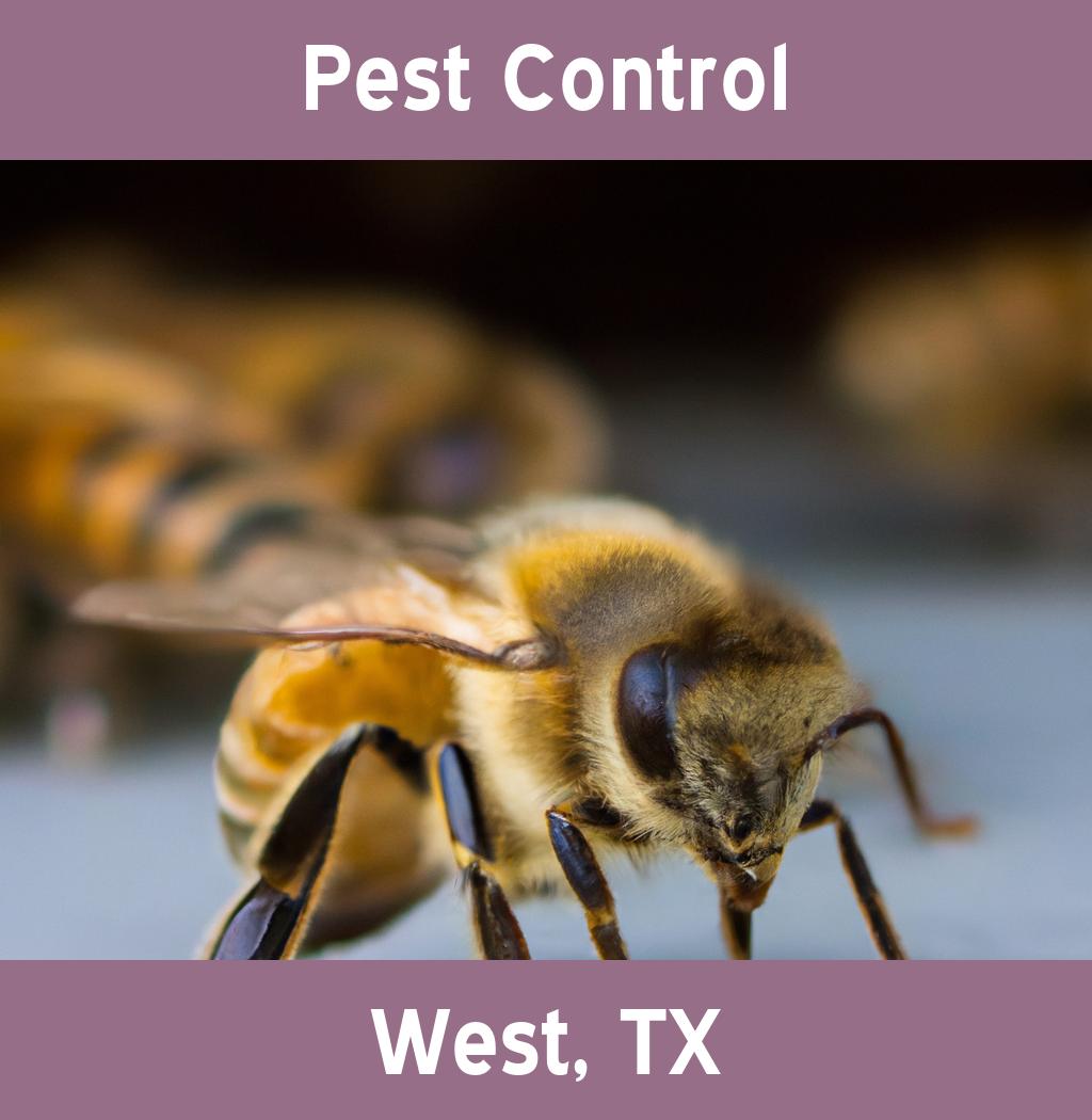 pest control in West Texas