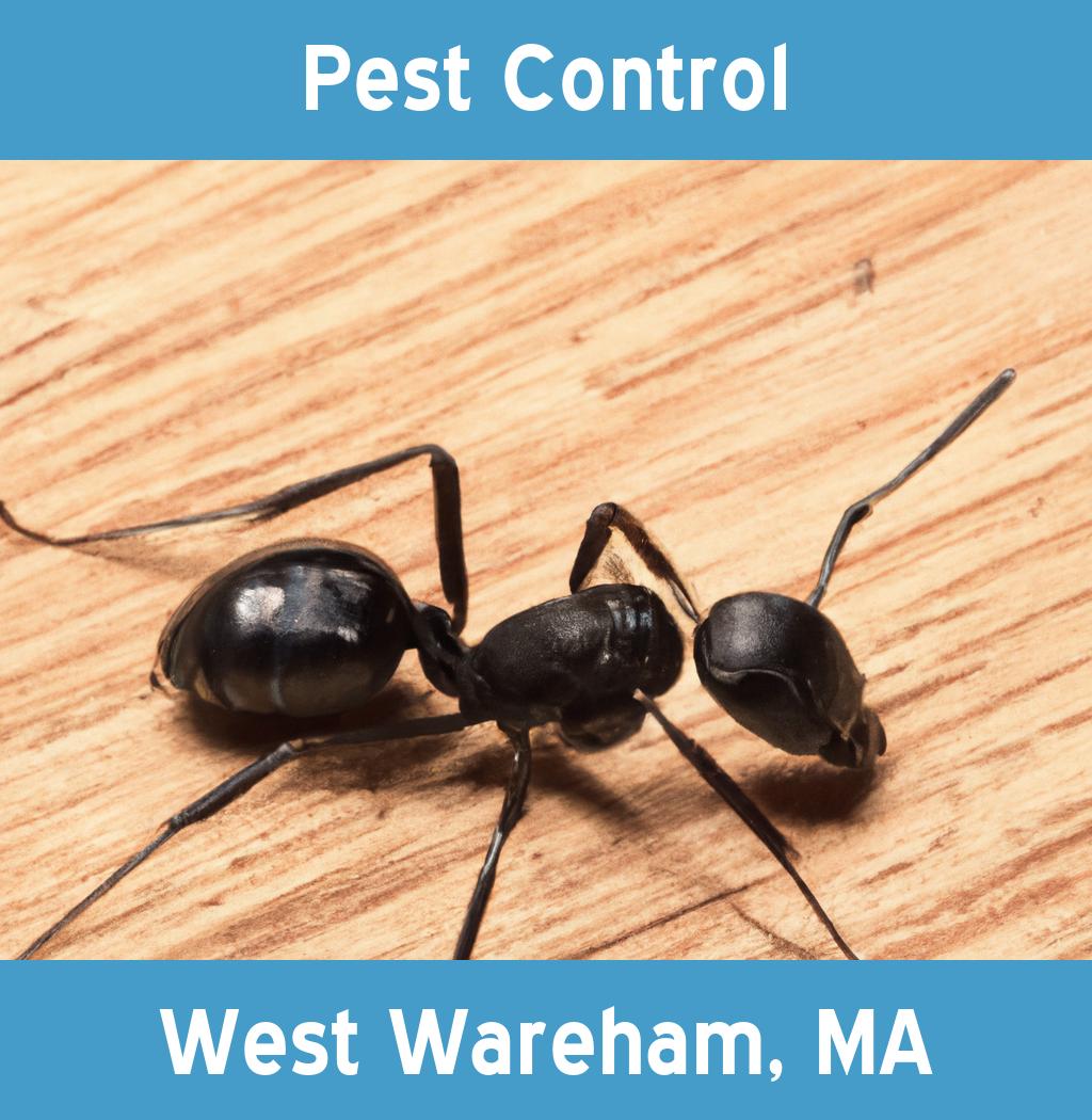 pest control in West Wareham Massachusetts