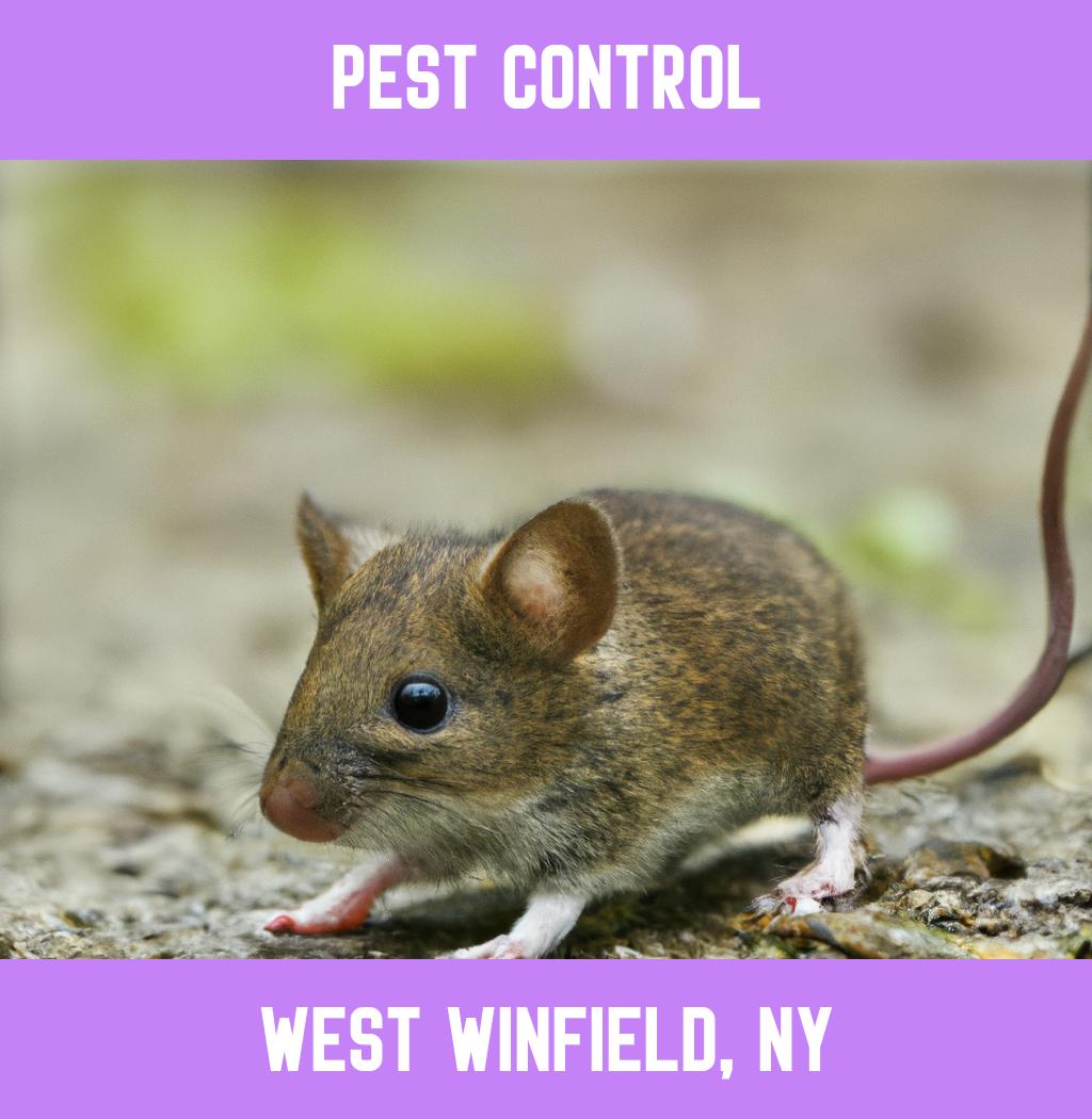 pest control in West Winfield New York