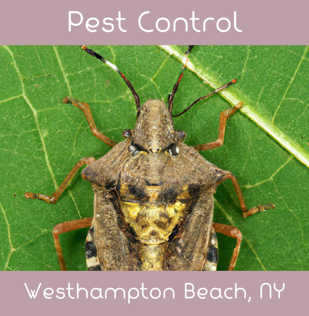 pest control in Westhampton Beach New York