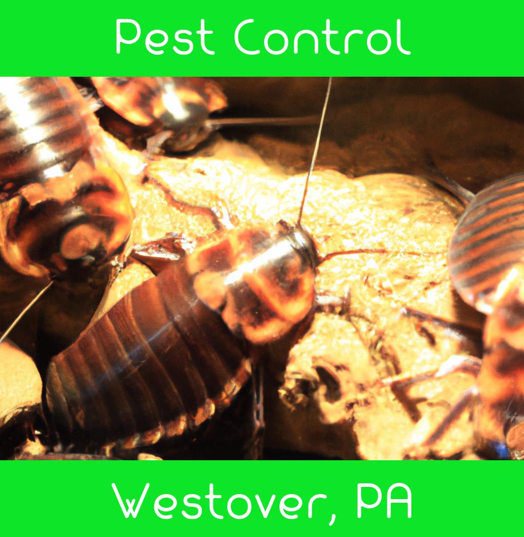 pest control in Westover Pennsylvania