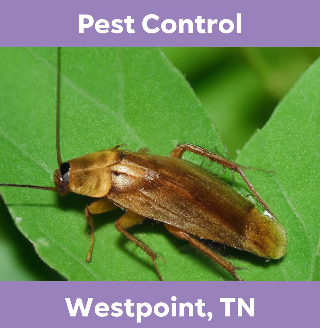 pest control in Westpoint Tennessee