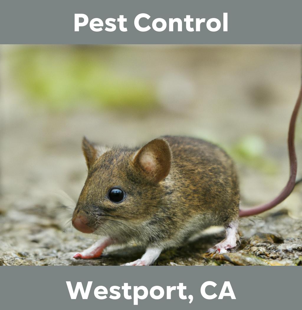 pest control in Westport California