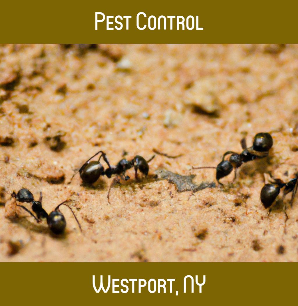 pest control in Westport New York