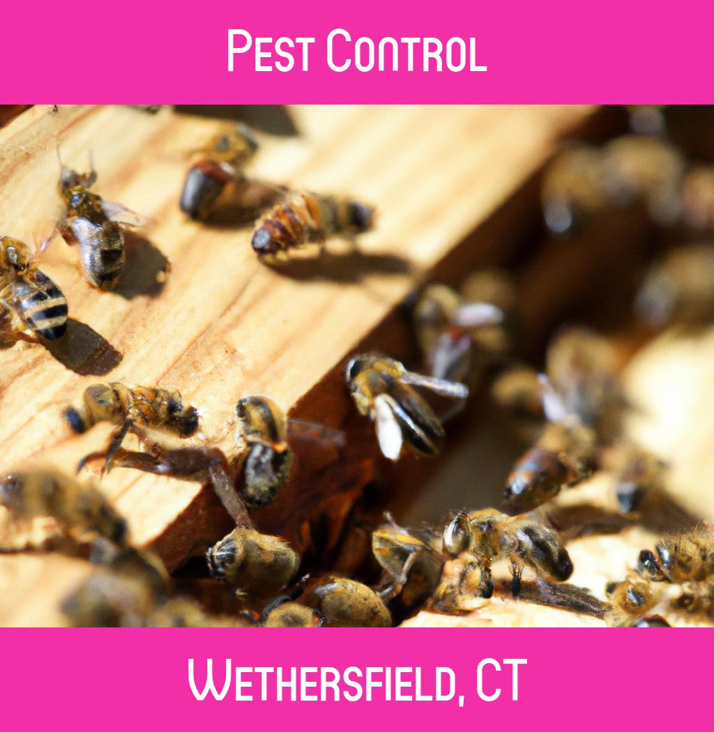 pest control in Wethersfield Connecticut