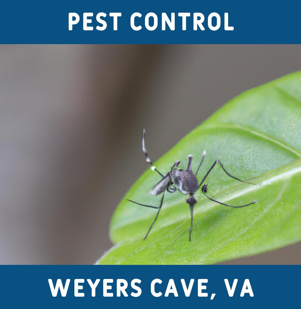 pest control in Weyers Cave Virginia