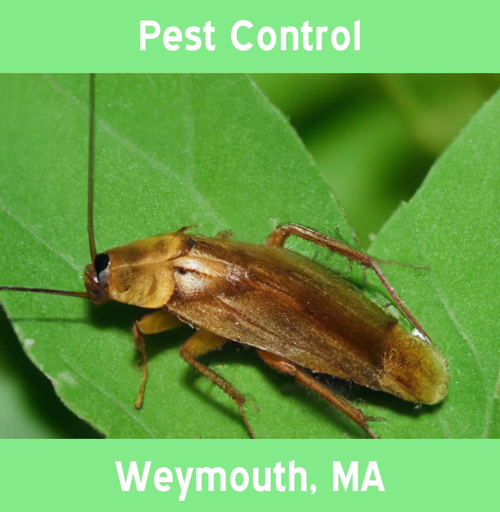 pest control in Weymouth Massachusetts