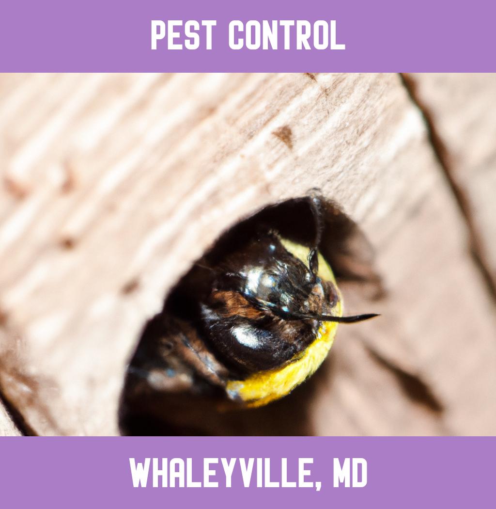 pest control in Whaleyville Maryland