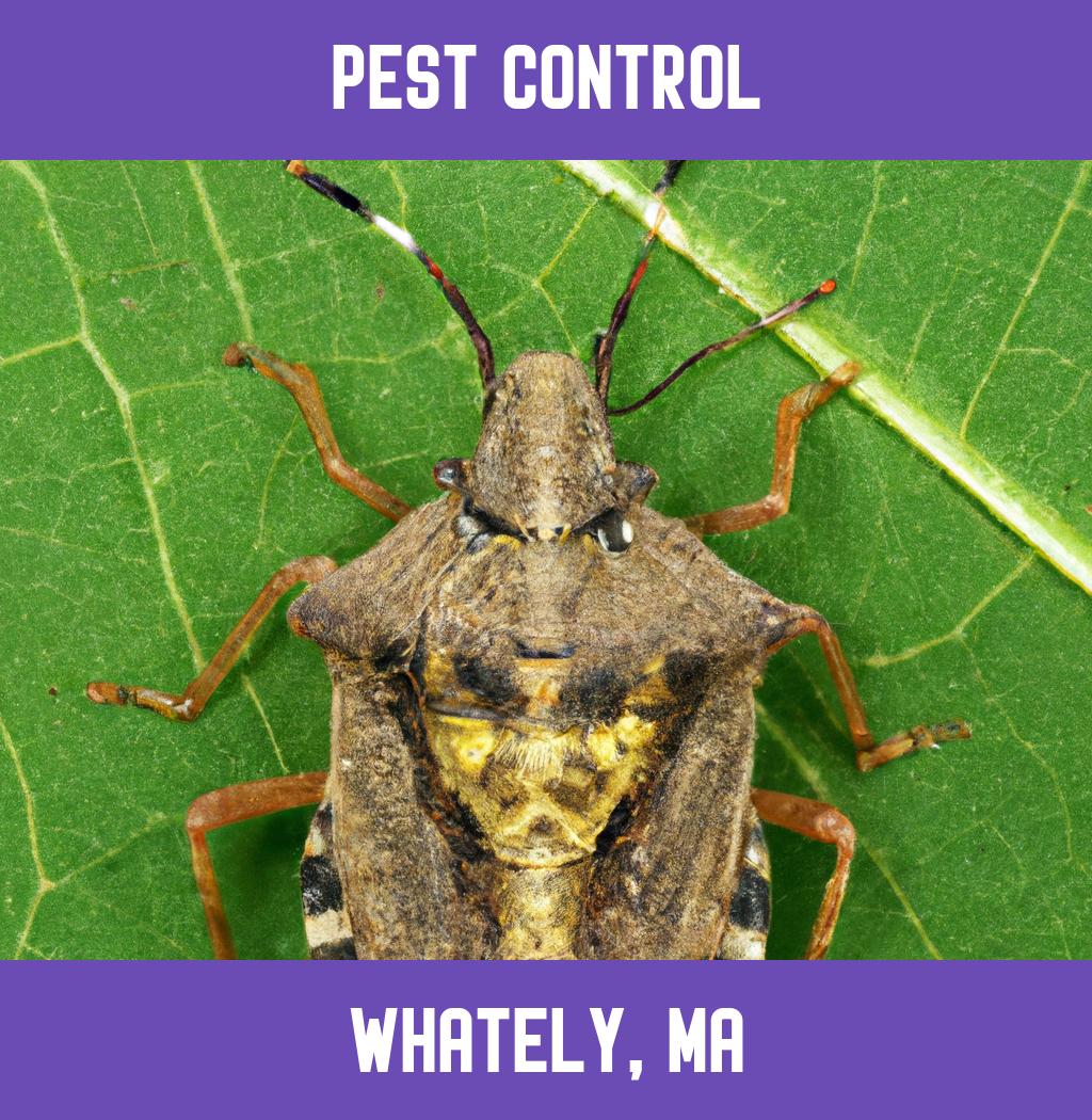 pest control in Whately Massachusetts