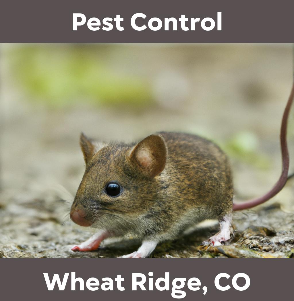 pest control in Wheat Ridge Colorado