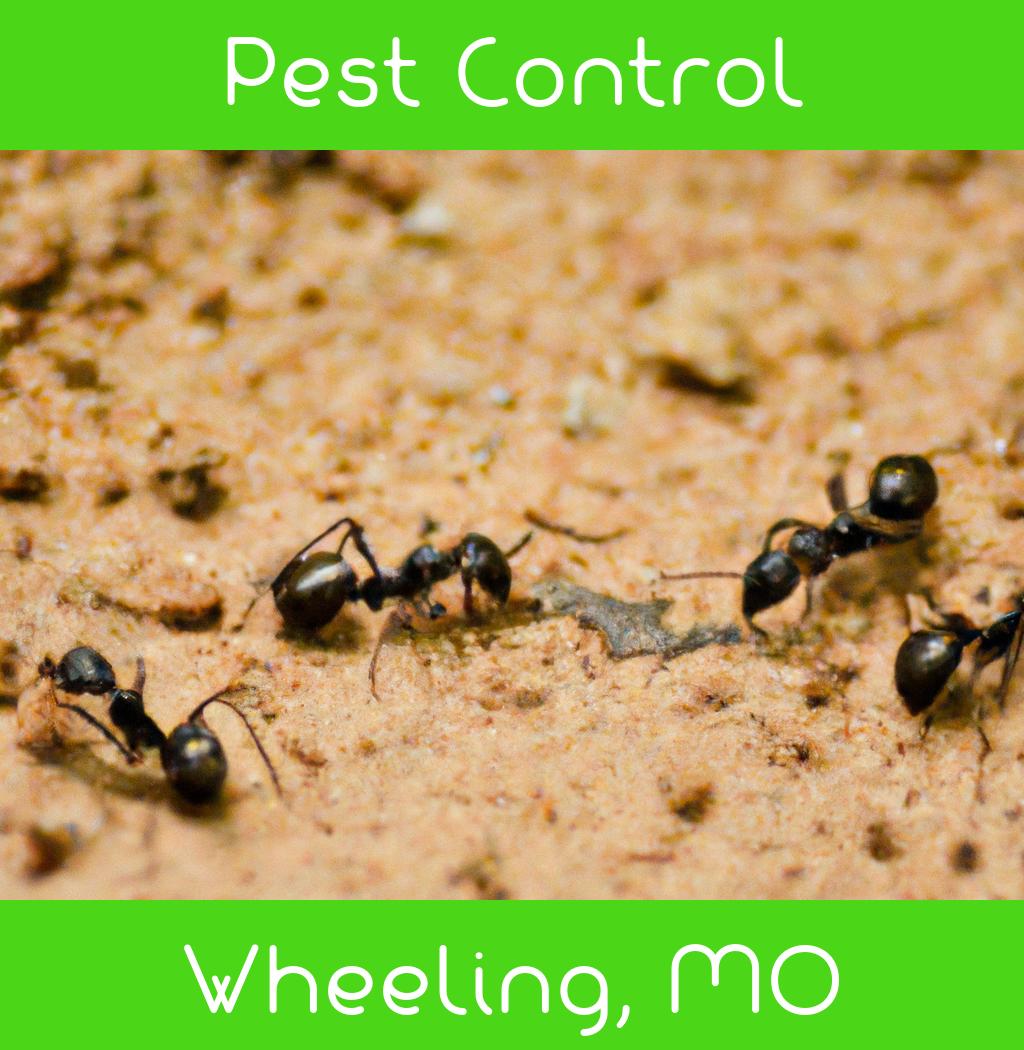 pest control in Wheeling Missouri