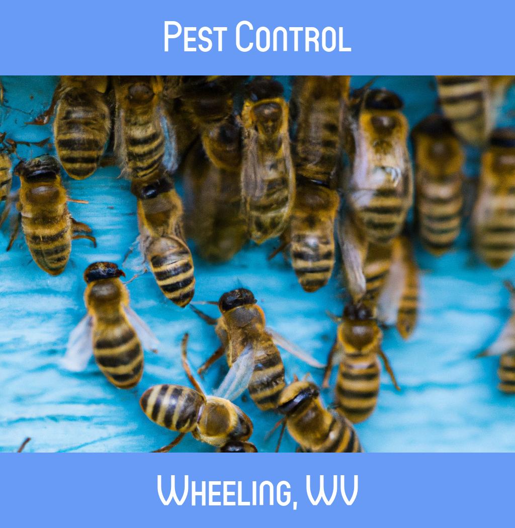 pest control in Wheeling West Virginia