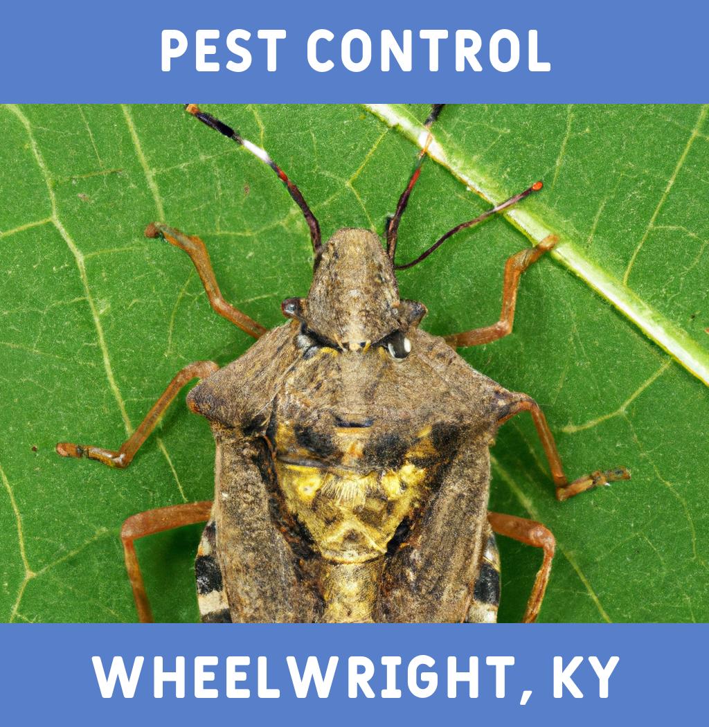 pest control in Wheelwright Kentucky